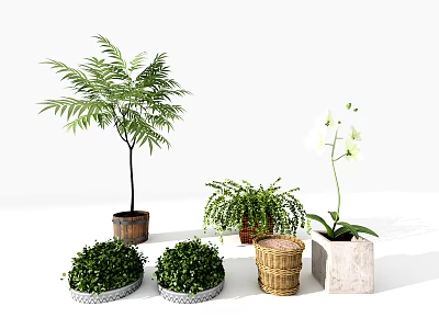 Various Potted Plants Including Fern Hanging Greenery And Orchid With Wooden Wicker Stone Planters 3d model