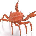 Vibrant Red Reptile With Clawed Limbs And Textured Exoskeleton On White Backdrop