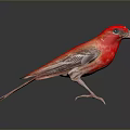 Vibrant Red Bird Standing on Black Surface with Gray Gradient Background