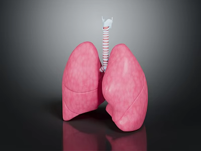 Human Lungs 3D Anatomical Model With Trachea And Detailed Surface Texture 3d model