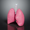 Human Lungs 3D Anatomical Model With Trachea And Detailed Surface Texture 3d model