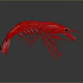 Realistic Red Shrimp 3D Rendered On Gray Background With Reflection 3d model
