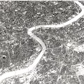 Detailed Urban Aerial Planning of City Layout with River Road Network and Green Spaces