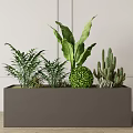 Rectangular Flower Planter with Ferns Large Leaf Plants Round Greenery and Cacti for Indoor Decor