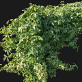 Lush Green Vines Covering Decorative Wall Structure With Fresh Leaves And Growth
