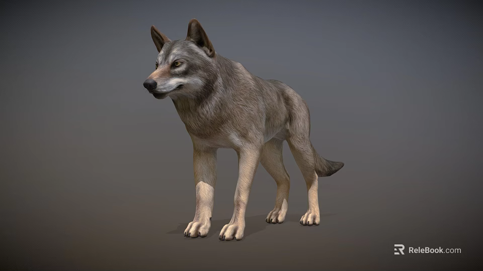Realistic Gray Wolf 3D Model As Game Movie Character With Standing Pose 3d model 