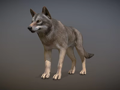 Realistic Gray Wolf 3D Model As Game Movie Character With Standing Pose 3d model