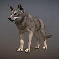 Realistic Gray Wolf 3D Model As Game Movie Character With Standing Pose 3d model