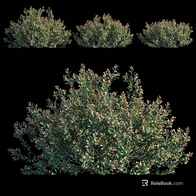 Ornamental Decorative Plant Set With Green And Red Leaves For Home Decoration 3d model 