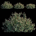 Ornamental Decorative Plant Set With Green And Red Leaves For Home Decoration
