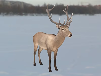 Reptile Lizard Standing On Snowy Ground In Natural Winter Habitat 3d model