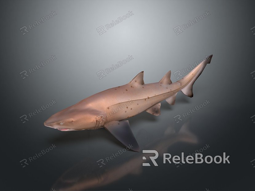 shark great white shark whale shark hammerhead shark tiger head shark man-eating shark blue shark coral red coral white coral model