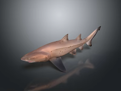 Copper Colored Shark 3D Model With Distinct Fins And Body Structure On Gradient Gray Background 3d model