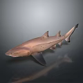 Copper Colored Shark 3D Model With Distinct Fins And Body Structure On Gradient Gray Background