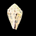 Cone Snail Marine Animal With Spiral Shell And Unique Beige Brown Patterns