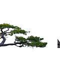 Lush Green Tree with Curved Trunk and Dense Foliage Growing on Rocky Surface