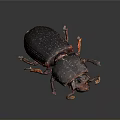 Dark Brown Beetle With Red Legs And Antennae On Dark Background