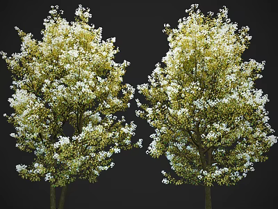 Two Lush Flowering Trees With White Blossoms And Green Leaves Against Dark Background 3d model
