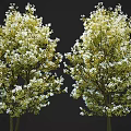 Two Lush Flowering Trees With White Blossoms And Green Leaves Against Dark Background