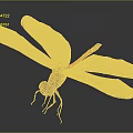 Red Tailed Dragonfly With White Transparent Wings And Orange Body Against Dark Background