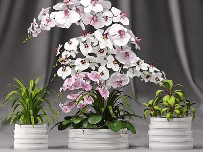 Beautiful Bonsai Potted Plants with White Pink Orchid Flowers Green Leaves and White Pots 3d model