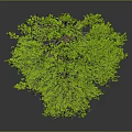 Green Tree Shaped Plant With Lush Foliage On Gray Background And Reflection