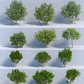 Various Arbor Trees With Different Green Leaf Shapes And Natural Growth Forms 3d model