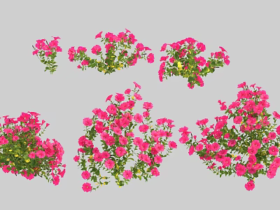 Multiple Vibrant Pink Flower Bushes With Dense Blooms On Gray Background 3d model
