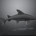 Detailed Grey Shark Figurine Displaying Open Mouth and Sharp Fins on Dark Surface