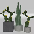Three Cactus Potted Plants With Different Style Pots For Home Decoration