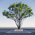 Arbor With Lush Green Leaves Dark Trunk On Stone Base Blue Sky