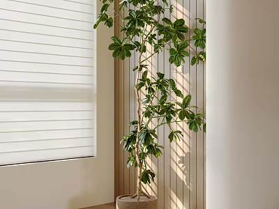 Tall Indoor Potted Plant In Corner With Window Blinds Wooden Wall And Sunlight Shadows 3d model