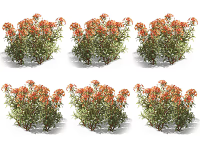 Orange Red Flower Shrubs With Dense Blooms Multiple Clusters Two Bushes Each And Green Leaves 3d model