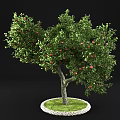 Lush Fruit Tree With Red Fruits Green Leaves Thick Trunk And Green Grass