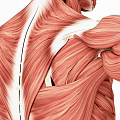Detailed Human Back Muscle Anatomy Showing Muscular Layers And Fiber Structures