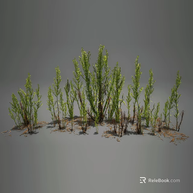 Green Leafy Herbs with Slender Stems in Gray Background Natural Soil 3d model