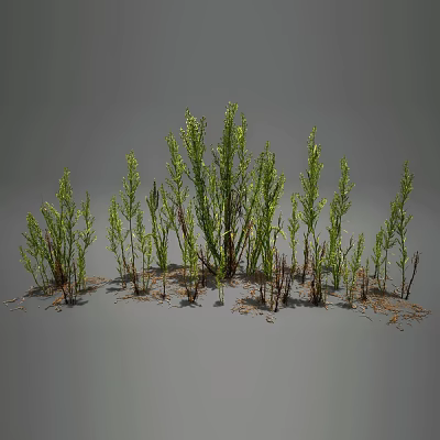 Green Leafy Herbs with Slender Stems in Gray Background Natural Soil 3d model