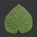 Large Green Plant Leaf With Prominent Veins And Vibrant Fresh Texture