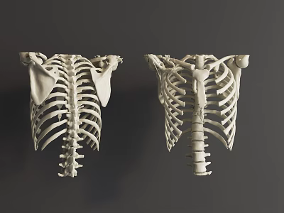 Detailed Thoracic Skeleton Anatomical Models Showing Rib Cage And Spine Structure 3d model