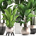 Lush Tropical Potted Plants With Large Green Leaves In Ceramic Silver Pots For Indoor Decor