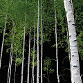 Tall Birch Trees With Green Leaves And White Trunks Showing Natural Growth
