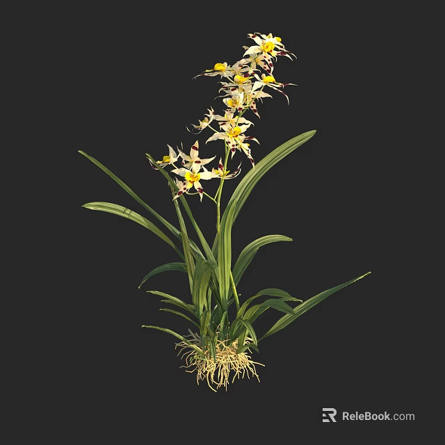 White Petaled Orchid With Yellow Stamens Long Green Leaves And Visible Roots On Black Background 3d model 
