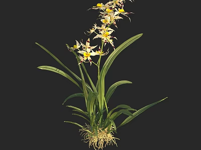 White Petaled Orchid With Yellow Stamens Long Green Leaves And Visible Roots On Black Background 3d model