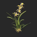 White Petaled Orchid With Yellow Stamens Long Green Leaves And Visible Roots On Black Background