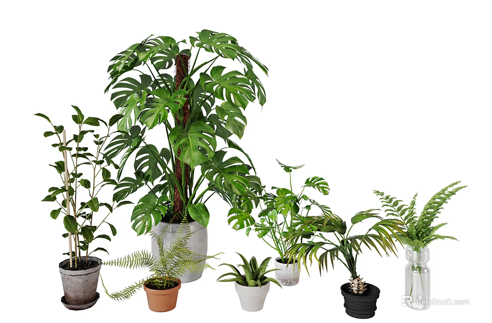 Diverse Bonsai and Potted Plants with Various Green Foliage and Planters 3d model 