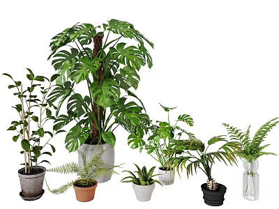 Diverse Bonsai and Potted Plants with Various Green Foliage and Planters 3d model