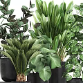 Potted Assorted Green Plants With Different Leaf Shapes In Black Pots