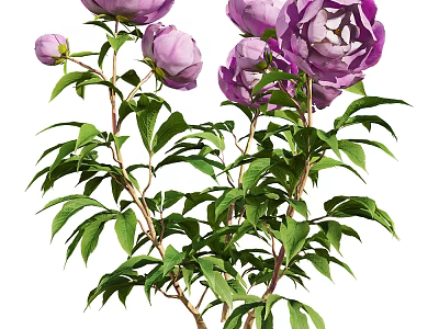 Stunning Purple Peony Flowers With Lush Green Leaves And Vibrant Blooming Petals 3d model