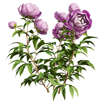 Stunning Purple Peony Flowers With Lush Green Leaves And Vibrant Blooming Petals 3d model
