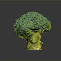 Vibrant Fresh Green Broccoli with Yellow Stem on Gray Background